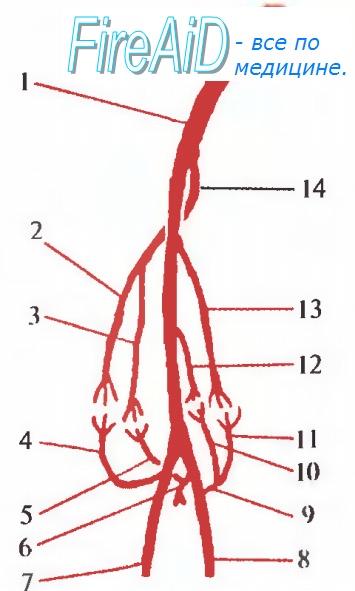 Артериальные коллатерали локтевой области. Коллатеральное кровообращение в локтевой области. Анастомозы в области локтевого сустава