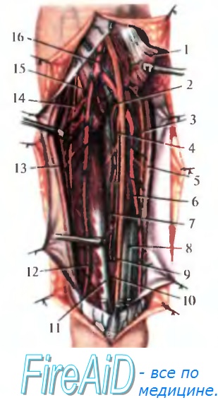 Мышцы передней области предплечья. Слои мышц переднего фасциального ложа предплечья.