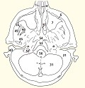 Пироговские срезы головы и шеи (анатомия головы и шеи в срезах)