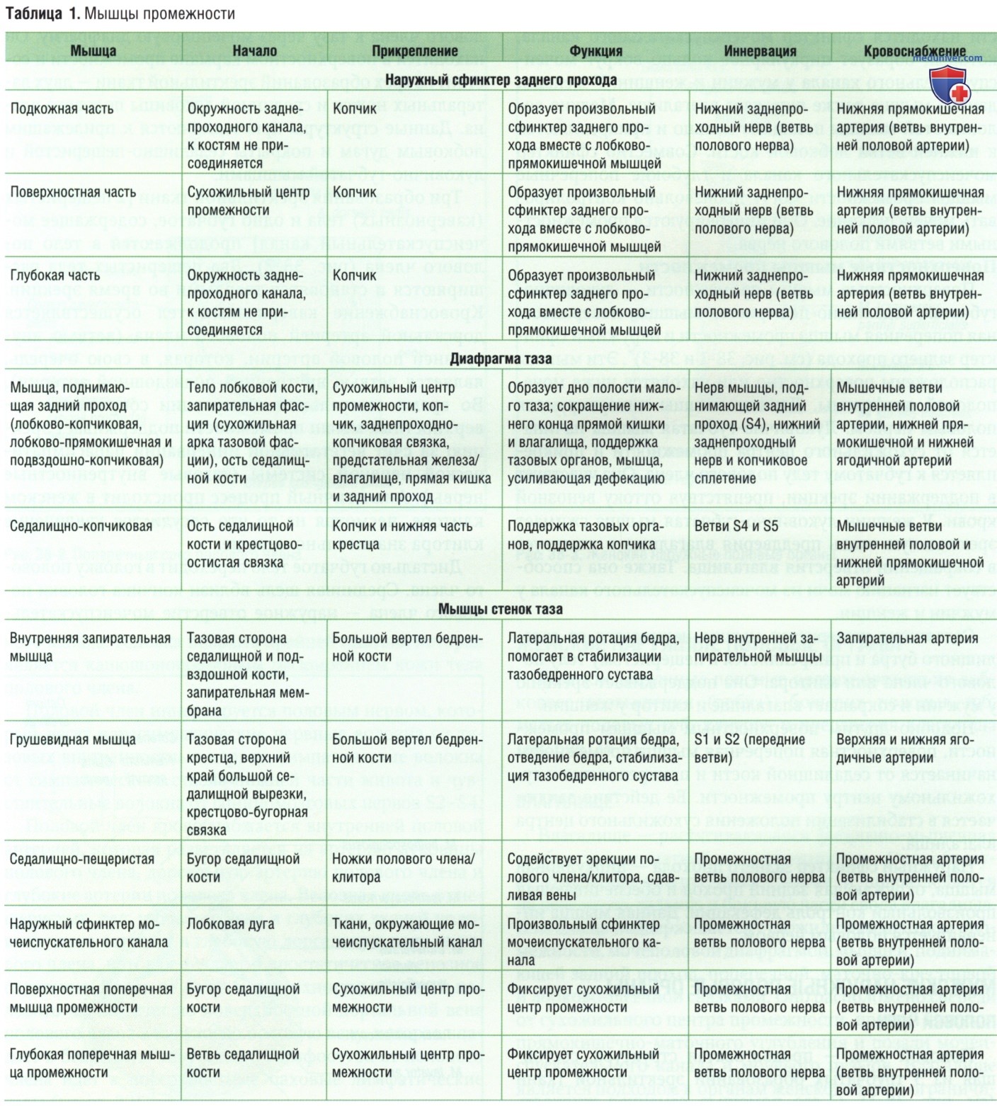 Промежность - с точки зрения клинической анатомии