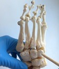 анатомия костей и суставов