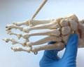 анатомия костей стопы
