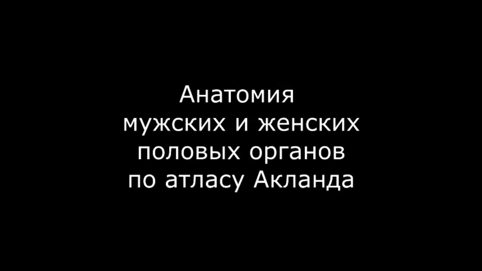 Анатомия мужской мочеполовой системы. Урология и андрология