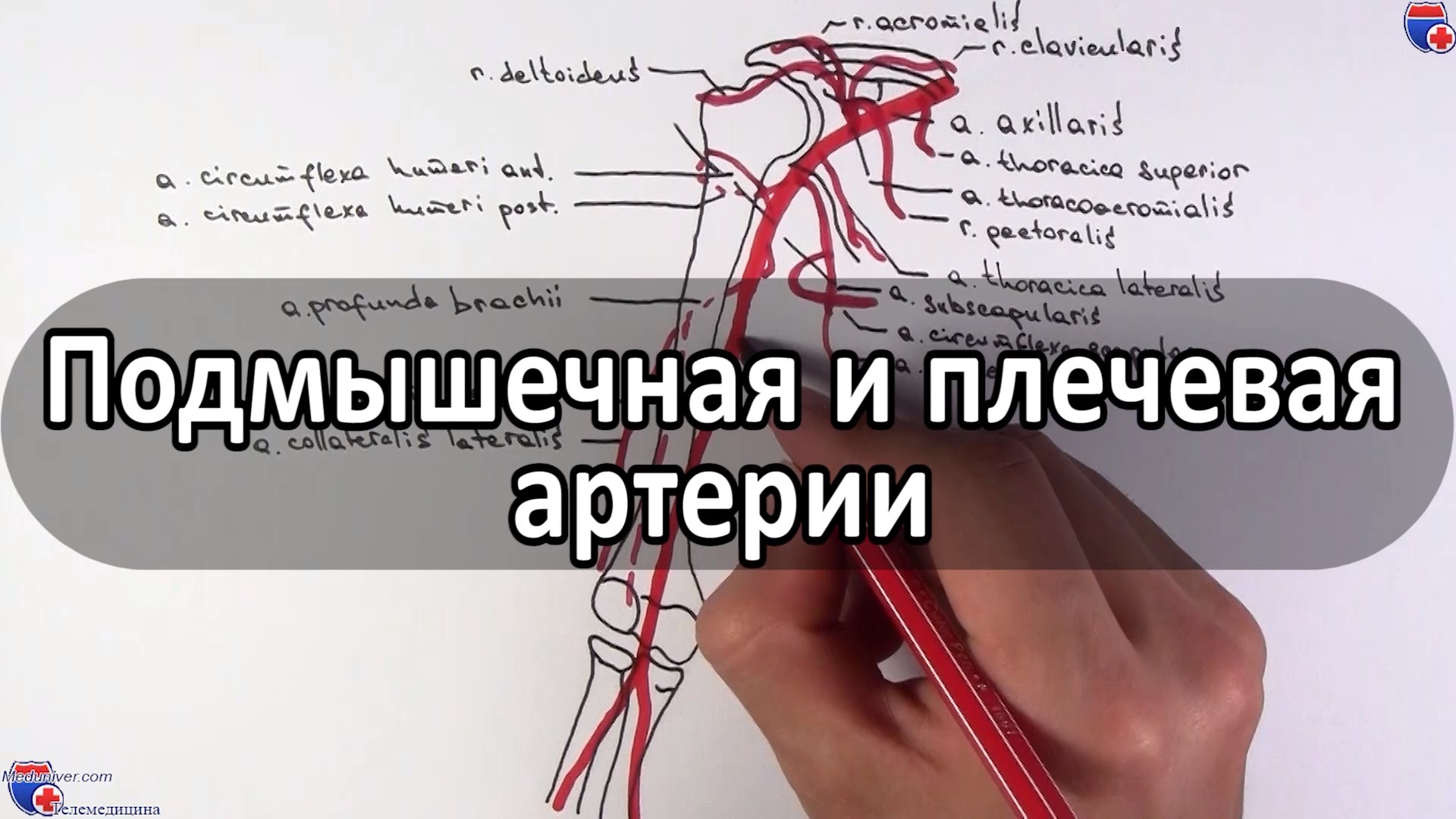 Купить Устройство компрессии лучевой артерии TR Band в Москве по оптовым ценам - Главмед