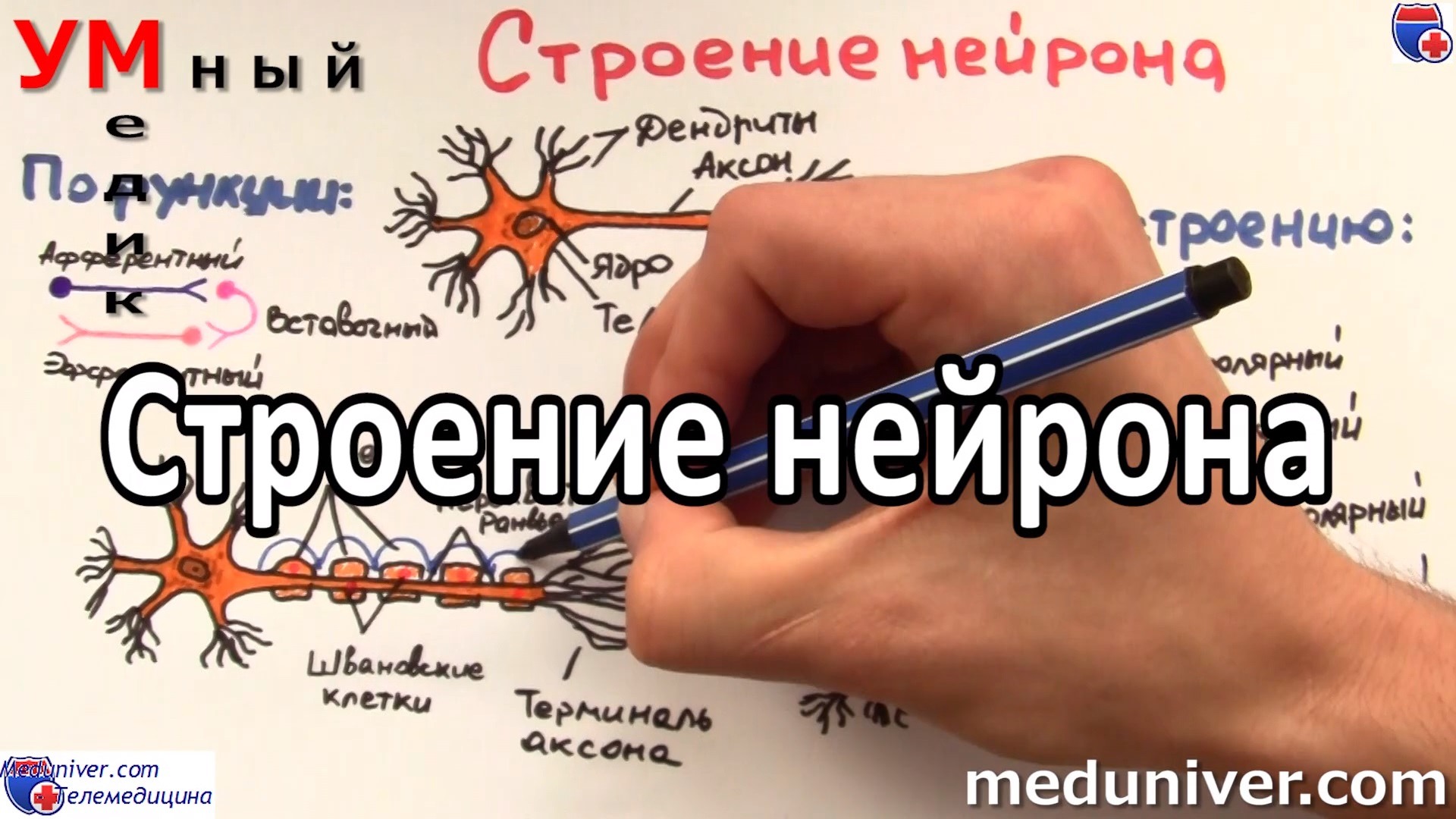 Meduniver com. Meduniver. Meduniver.соm - все по медицине.