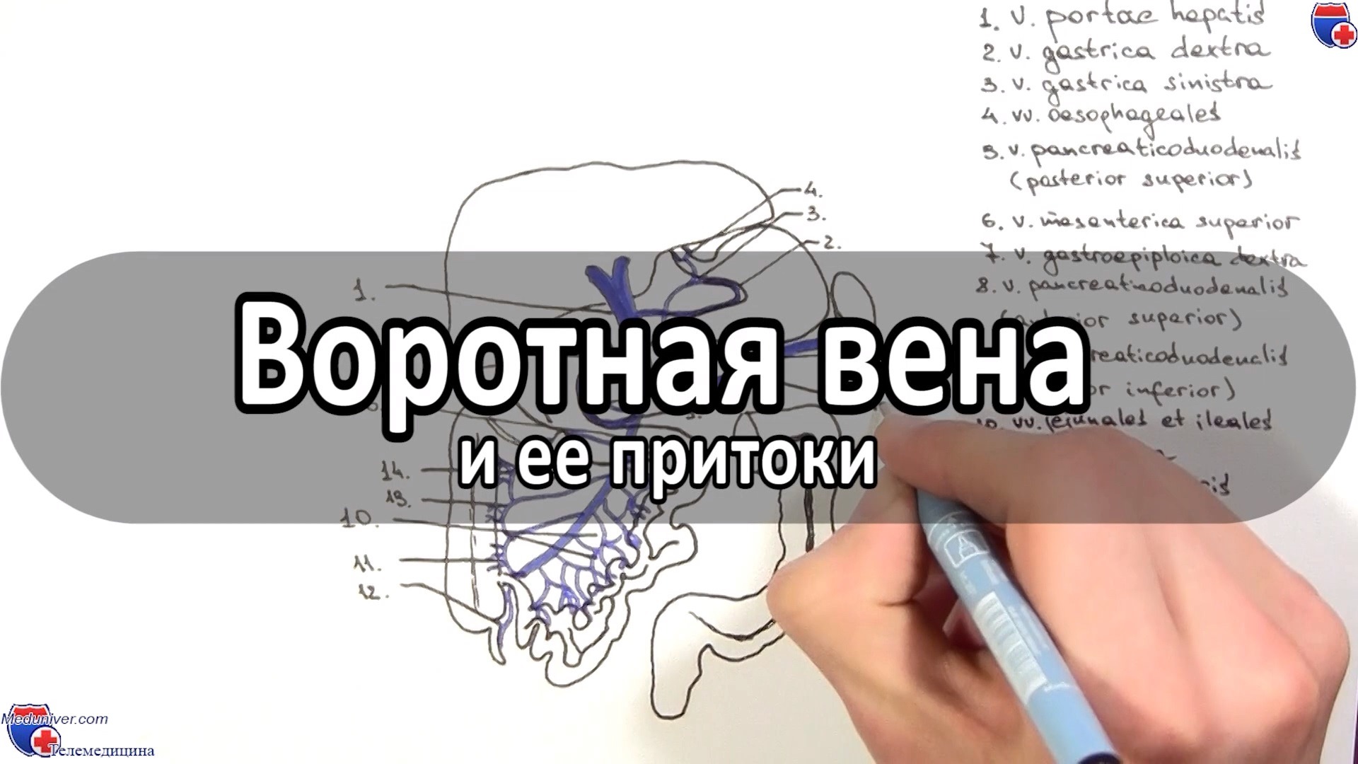 тромбоз воротной вены на узи