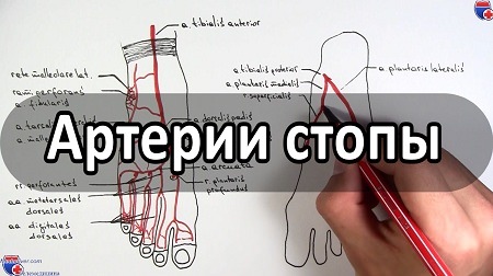 Видео анатомии артерий стопы (кровоснабжения стопы)
