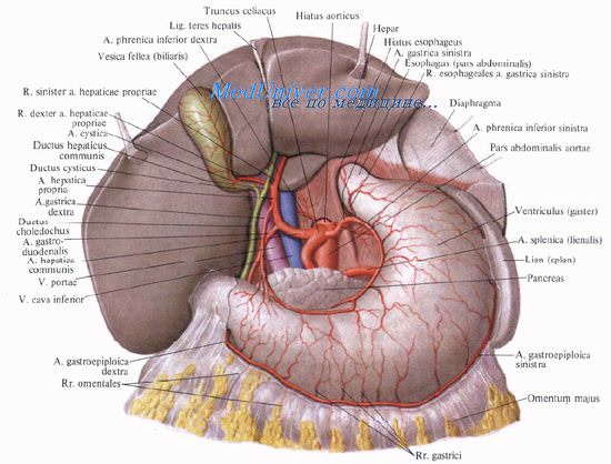 топография желудка