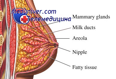 рак молочной железы
