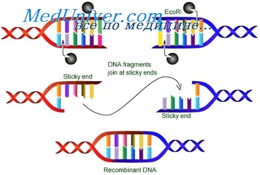 DNA Cloning and Bacterial Transformation | Biology | JoVE