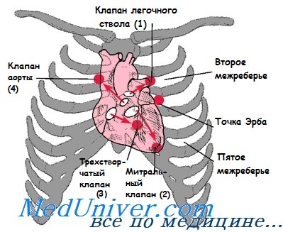 Скелетотопия отверстий сердца. Топография отверстий сердца. Проекции клапанов сердца и места их аускультации
