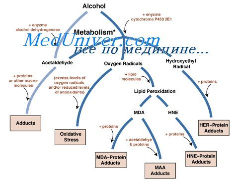 метаболизм алкоголя