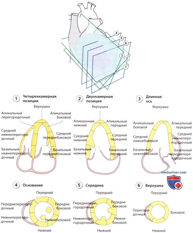 ЭхоКГ анатомия левого желудочка сердца в норме