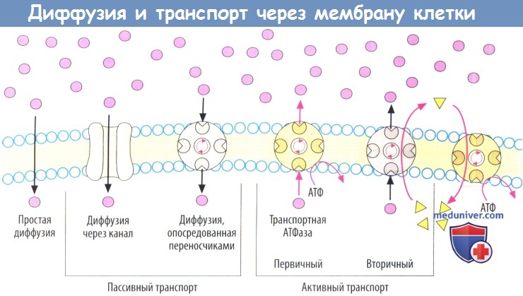 Диффузия и транспорт через мембрану клетки