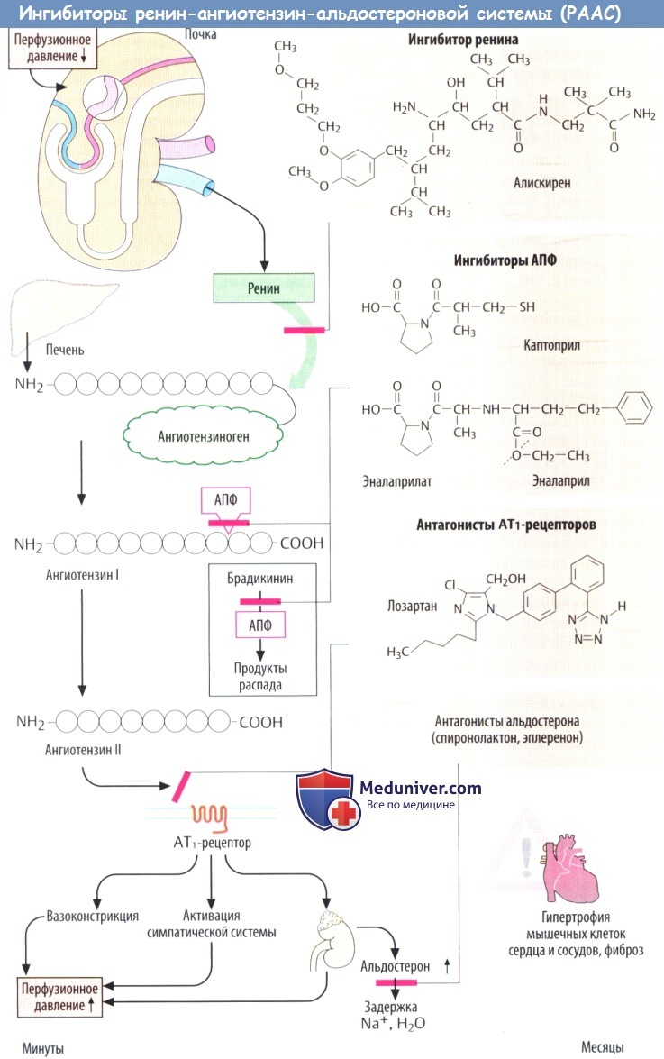 Ангиотензин-ренин-альдостероновая система: схема, функции и ее роль