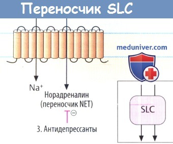 Переносчик SLC