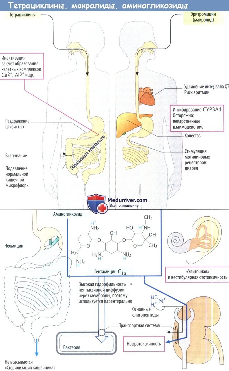 Тетрациклины, макролиды и аминогликозиды