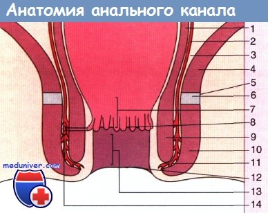 Анатомия анального канала