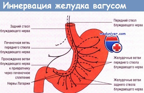 Иннервация желудка вагусом - n.vagus