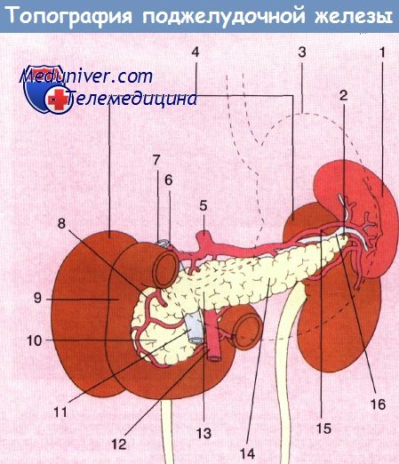 Топография поджелудочной железы