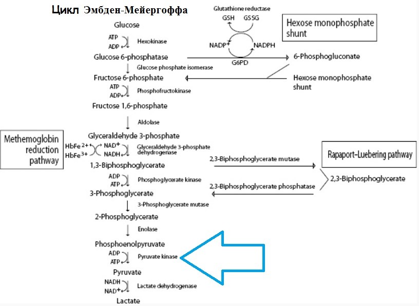 Цикл Эмбден-Мейергоффа эритроцитов - последствия недостатка пируваткиназы
