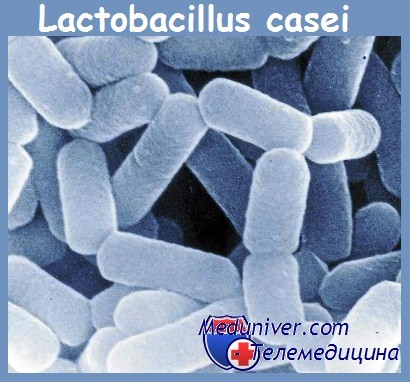 Lactobacillus casei    