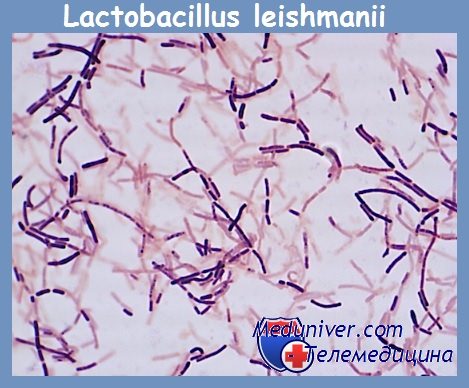Lactobacillus leishmanii    12