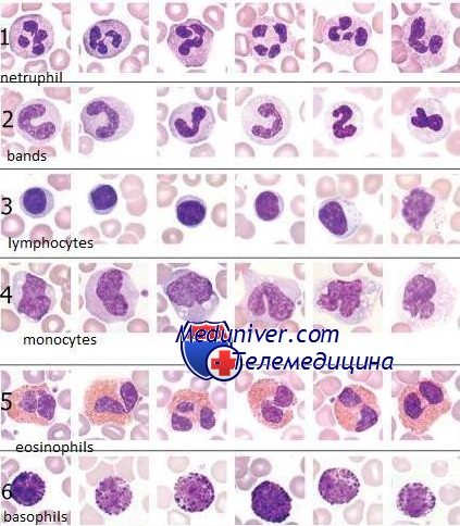 Анализ крови на морфологию клеток thumbnail