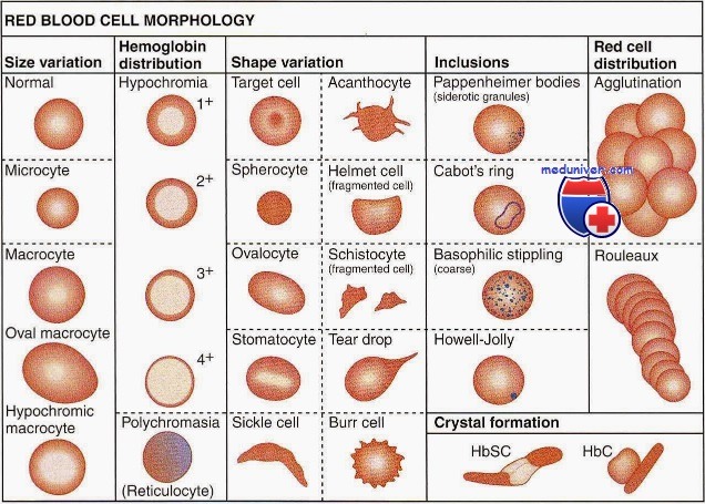 морфология клеток крови