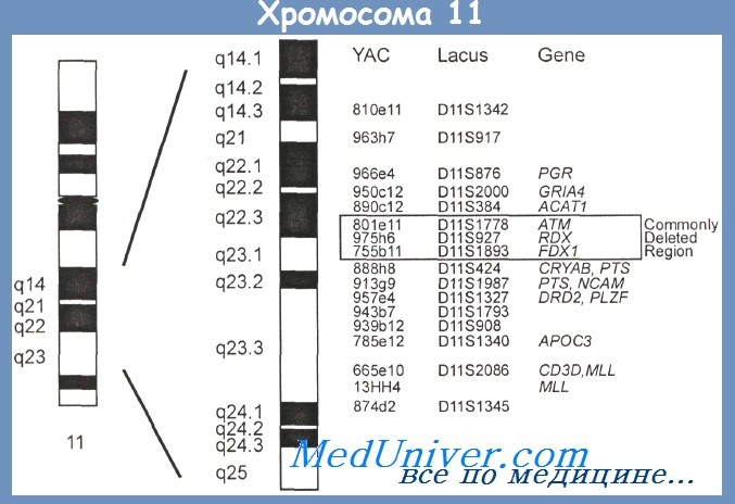Хромосома 11 при хроническом лимфолейкозе