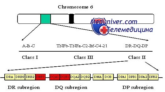 Хромосома 6 как причина сахарного диабета 1 типа