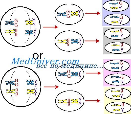 Независимое расхождение гомологичных хромосом в мейозе способствует – мейотическое нерасхождение