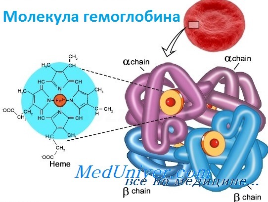структура гемоглобина
