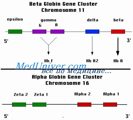 экспрессия генов бета-глобина