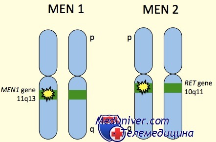 Генетика эндокринных неоплазий MEN-1 и MEN-2