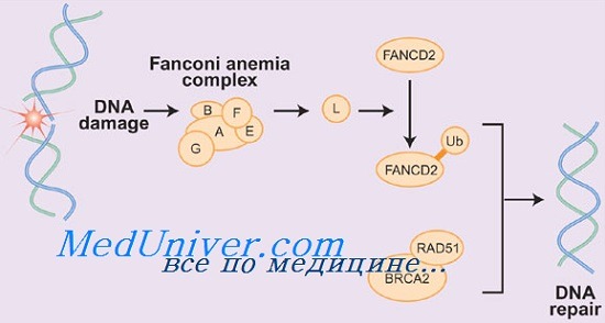 Генетика анемии Фанкони