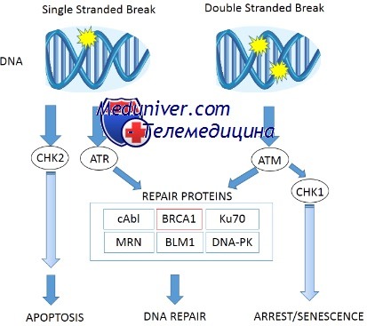 мутации генов BRCA1