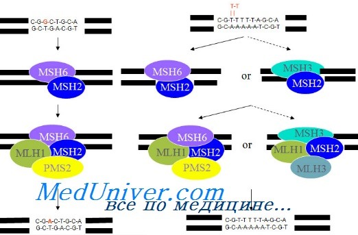 мутации генов MLH1, MSH2 и MSH6