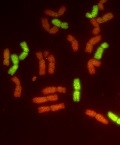 цитогенетика - аномалии хромосом