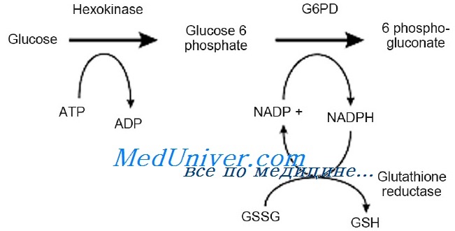 Недостаточность глюкозо-6-фосфат дегидрогеназы (Г6ФД)