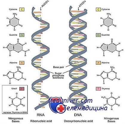 РНК человека