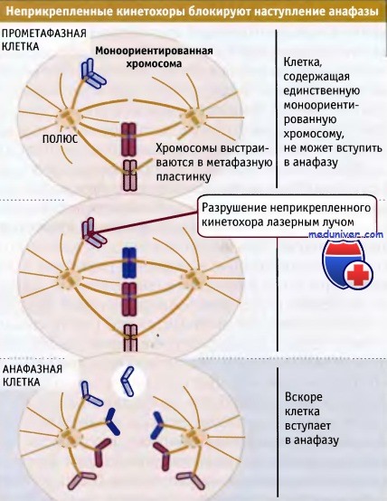 Сколько клеток в анафазе. Прометафаза фото. Анафаза метафаза и ТД. Процессы происходящие в прометафазе. Различие метафазы и анафазы.