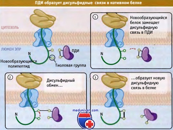 Образование дисульфидных связей в белке