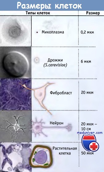 Какими свойствами обладают все клетки многоклеточных организмов thumbnail
