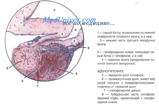 эндокринные органы