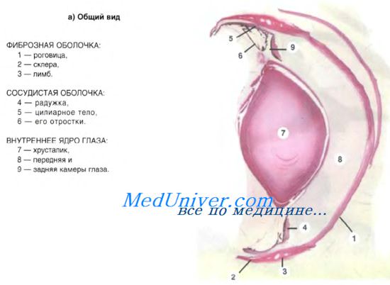 Гистология эпителий роговицы глаза thumbnail