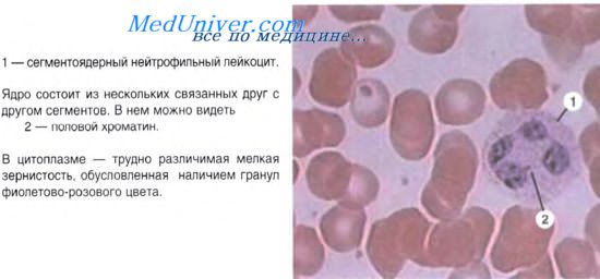 эритроциты крови
