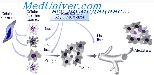 иммуноморфология опухолей