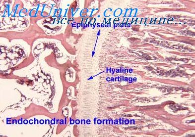 Пересадка красного костного мозга при лучевой болезни thumbnail