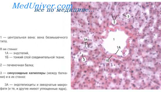 гепатоциты